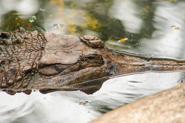 Der Falsche Gharial Kopf Steht Unter Wasser — Stockfoto