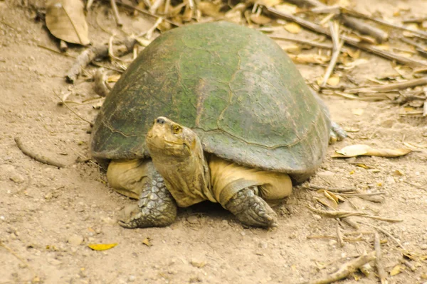 Tortue Tête Jaune Hieremys Annandalii Sur San — Photo