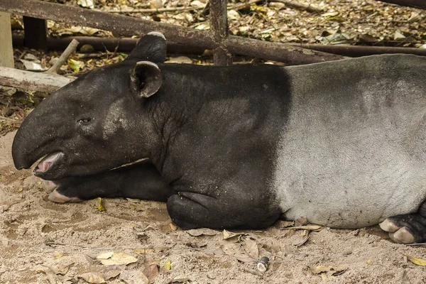 Tapir Malese Tapirus Indicus Trova Terra — Foto Stock