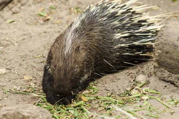 Porcupine Malais Marche Dans Sable Recherche Nourriture — Photo