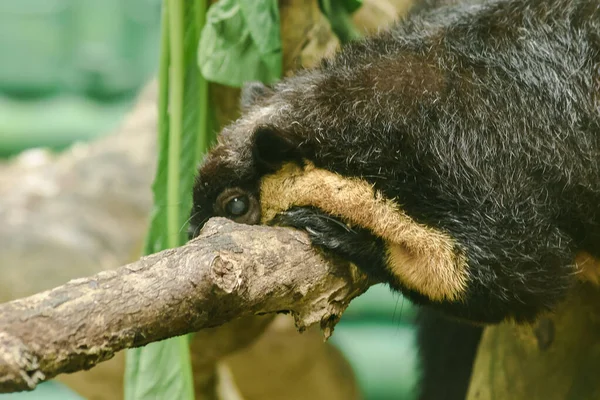 Ardilla Gigante Negra Estaba Acostada Una Rama Grande — Foto de Stock