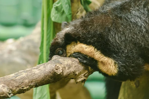 Ardilla Gigante Negra Estaba Acostada Una Rama Grande — Foto de Stock