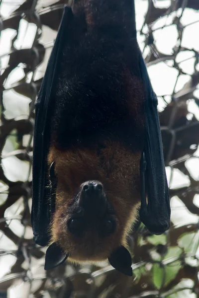 Lyles Zorro Volador Colgando Boca Abajo Zoológico Cag — Foto de Stock