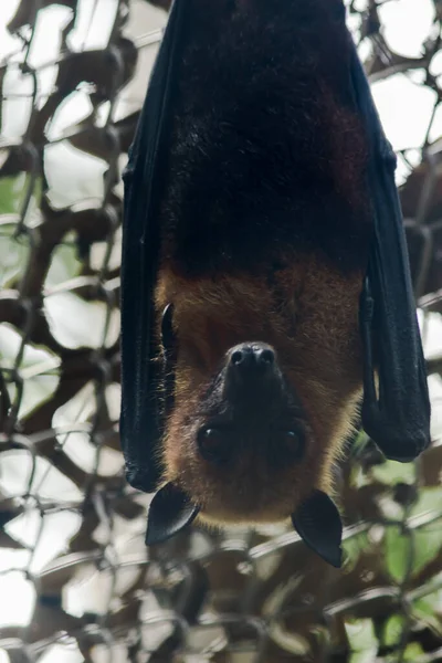 Lyles Zorro Volador Colgando Boca Abajo Zoológico Cag — Foto de Stock