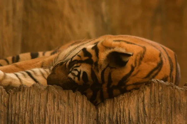 Tiger Sleeps Floor Ease — Stock Photo, Image