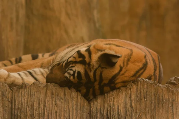 Tiger Sleeps Floor Ease — Stock Photo, Image