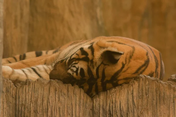 Tiger Sleeps Floor Ease — Stock Photo, Image