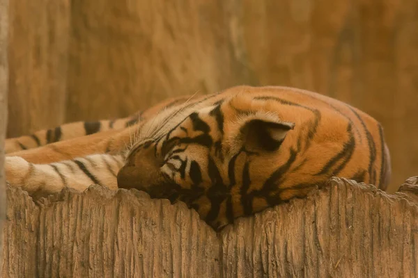 stock image Tiger sleeps on the floor with ease