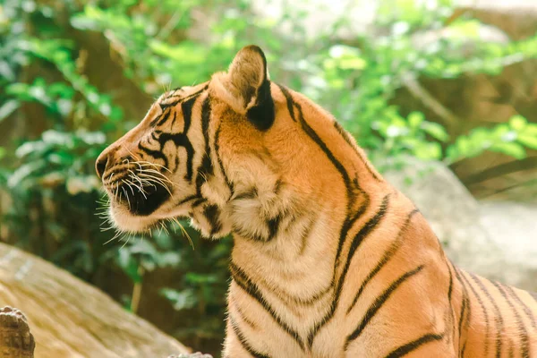 Tigre Siberiana Tigre Amur Stavano Guardando Con Stupore Tigre Siberiana — Foto Stock