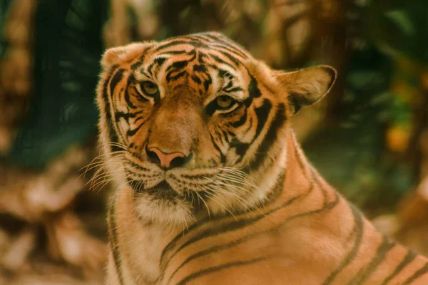 Tigre Sibirian Tigre Amur Miraban Con Asombro Mirada Inspiradora Tigre —  Fotos de Stock