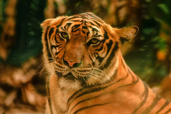 Tigre Sibirien Tigre Amour Regardait Avec Regard Impressionnant Tigre Sibirien — Photo