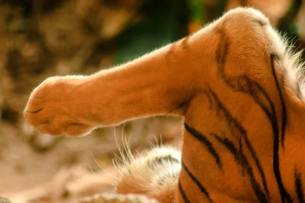 Die Gebühr Des Tigers — Stockfoto