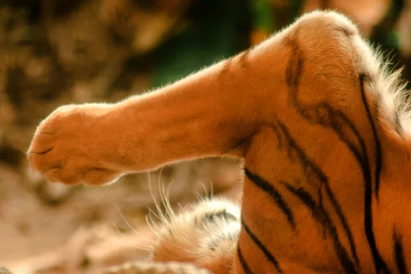 Los Honorarios Del Tigre —  Fotos de Stock