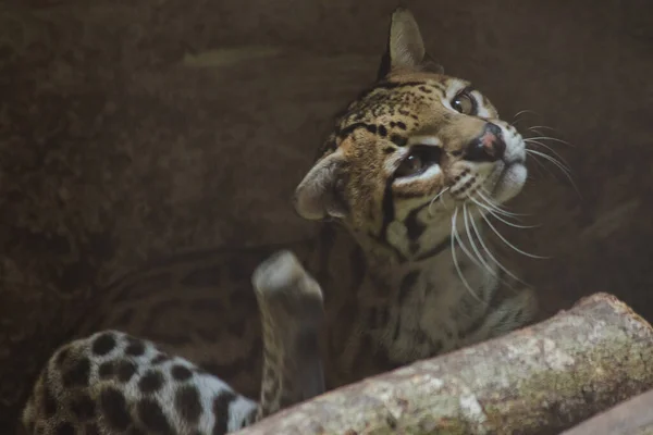 Ocelot Gałęzi Wystawione — Zdjęcie stockowe