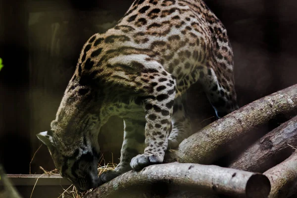 Ocelot Sur Une Branche Exposé Dans — Photo