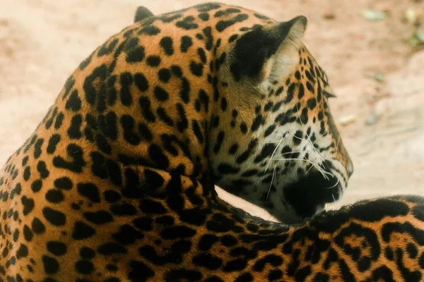 Pattern Skin Jaguar Tiger Has Flower Pattern Large Black Rose — Stock Photo, Image