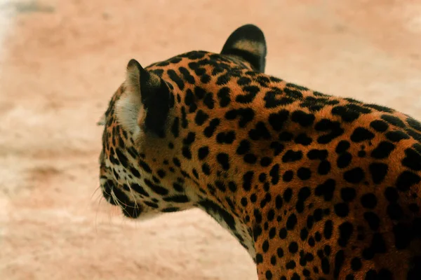 Padrão Pele Tigre Jaguar Tem Padrão Flor Como Uma Grande — Fotografia de Stock