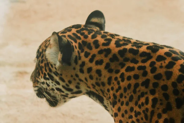 Motif Sur Peau Tigre Jaguar Motif Fleur Comme Une Grande — Photo