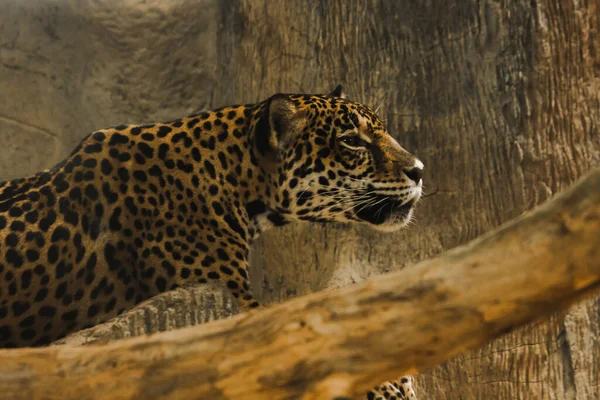 Jaguar Dans Cage Zoo Regarder — Photo