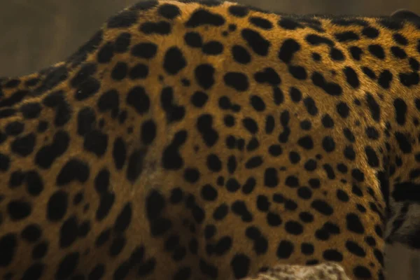 Padrão Pele Tigre Jaguar Tem Padrão Flor Como Uma Grande — Fotografia de Stock