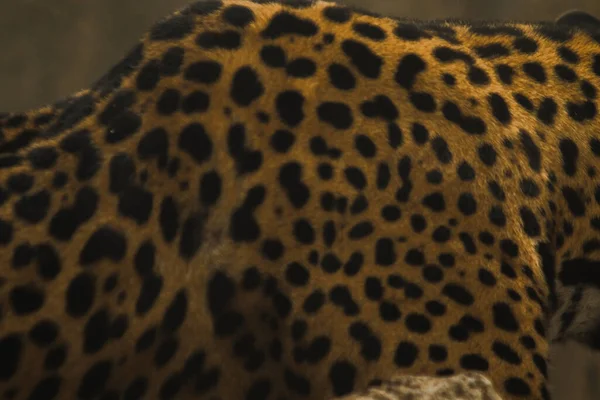 Padrão Pele Tigre Jaguar Tem Padrão Flor Como Uma Grande — Fotografia de Stock