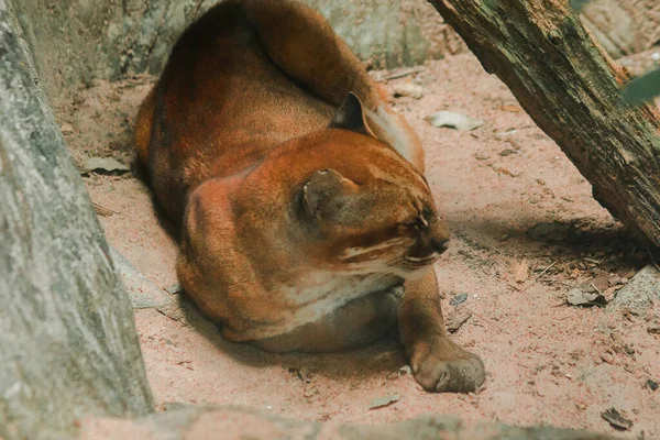 Asiatic Golden Cat Lying Floor Temminck Cat Lying Floor Slim — Zdjęcie stockowe