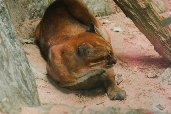 Asiatic Golden Cat Lying Floor Temminck Cat Lying Floor Slim — Stock Fotó