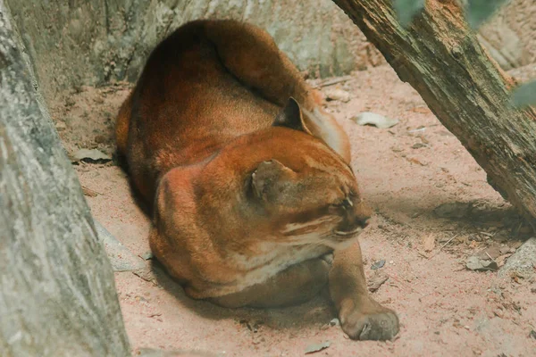 Asiatic Golden Cat Lying Floor Temminck Cat Lying Floor Slim — Foto Stock