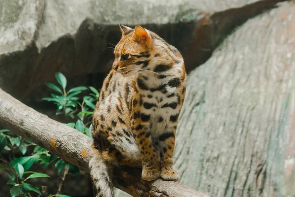 Ocelot Sits Branch Have Short Thick Soft Coat Belly Hair — Zdjęcie stockowe