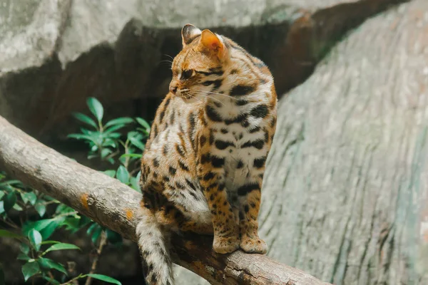 Ocelot Sits Branch Have Short Thick Soft Coat Belly Hair — Zdjęcie stockowe