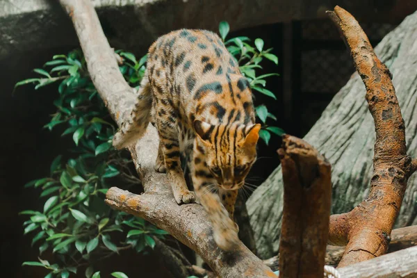 Ocelot Walking Branch Have Short Thick Soft Coat Belly Hair — Zdjęcie stockowe