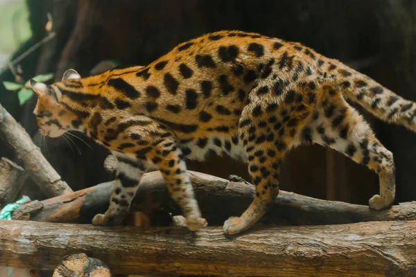 Ocelot Walking Branch Have Short Thick Soft Coat Belly Hair —  Fotos de Stock