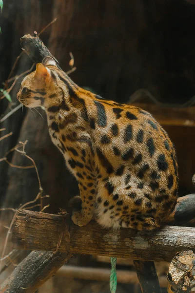 Ocelot Sits Branch Have Short Thick Soft Coat Belly Hair — Fotografia de Stock