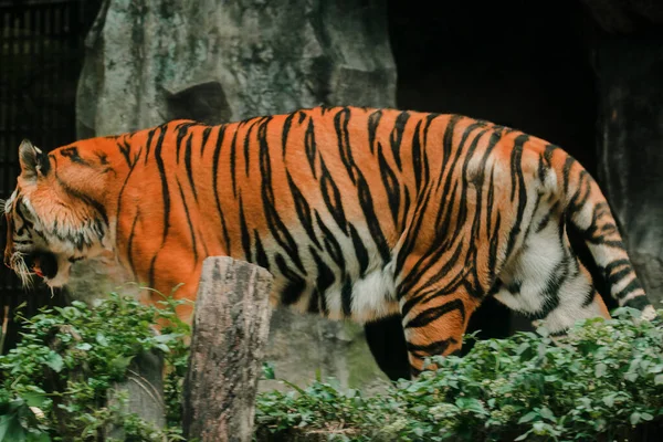 Ein Tiger Der Einem Ausstellungsgehege Zoo Spaziert — Stockfoto