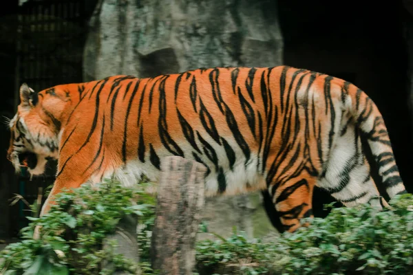 Tigre Caminhando Recinto Exposição Zoológico — Fotografia de Stock