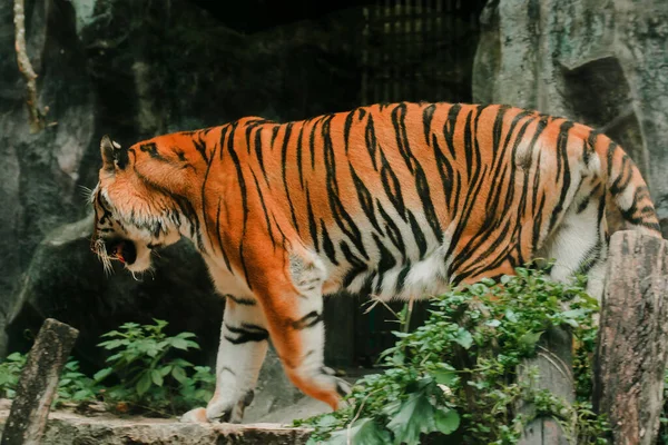 Tigre Marche Dans Zoo Exposition Enclosur — Photo