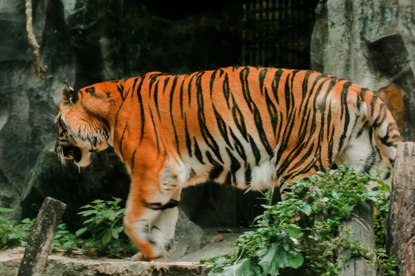 A tiger walking in an exhibit zoo enclosur