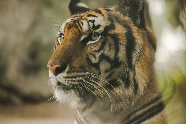 Sguardo Della Tigre Aveva Occhio Terrificante Gli Occhi Una Tigre — Foto Stock