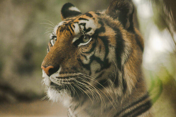 The tiger's gaze had a terrifying eye.The eyes of a tiger look.Tigers have the brightest eyes of all beasts.