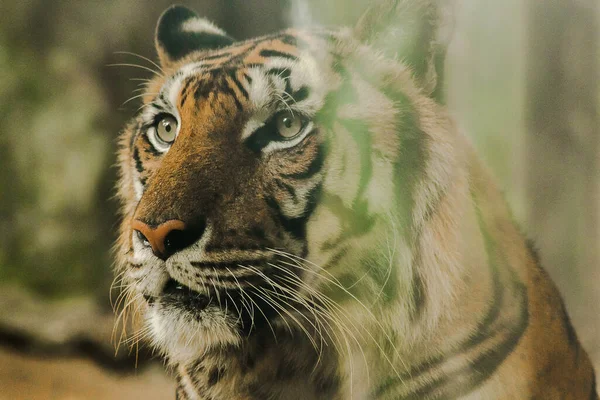 虎の視線は恐ろしい目をしていました 虎の目は すべての獣の最も明るい目を持っています — ストック写真