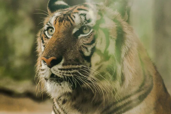 Tigris Tekintetének Rémisztő Szeme Volt Tigris Tekintetének Szeme Tigriseknek Van — Stock Fotó