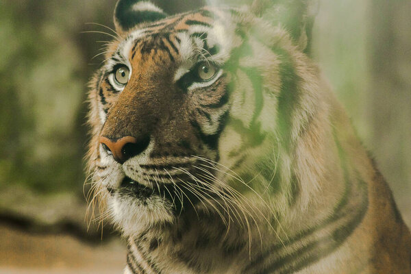 The tiger's gaze had a terrifying eye.The eyes of a tiger look.Tigers have the brightest eyes of all beasts.