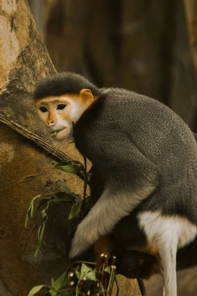 Red Shanked Douc Langur Gałęzi Jedzącej Liście Red Shanked Douc — Zdjęcie stockowe