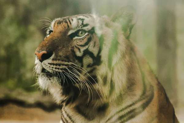 호랑이의 시선은 무서운 호랑이의 Tiger 짐승의 가지고 — 스톡 사진