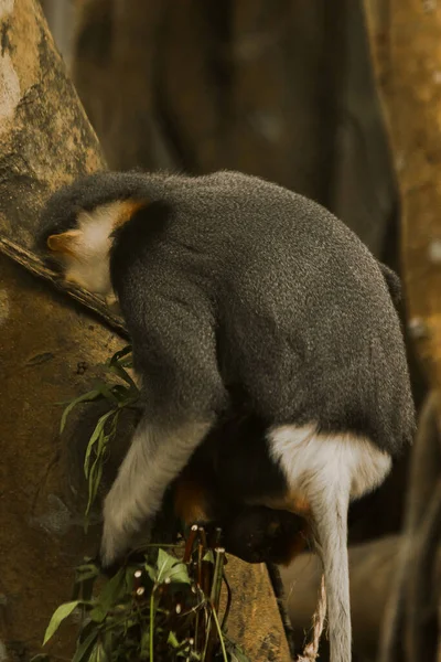 Douc Langur Caña Roja Una Rama Comiendo Hojas Douc Langu — Foto de Stock