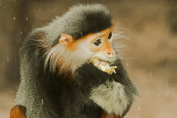 Douc Langur Está Virar Olhar Douc Langu Pele Vermelha Tem — Fotografia de Stock