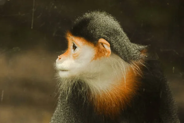 Douc Langur Vänder Blicken Mot Honom Rödhuvad Douc Langu Har — Stockfoto