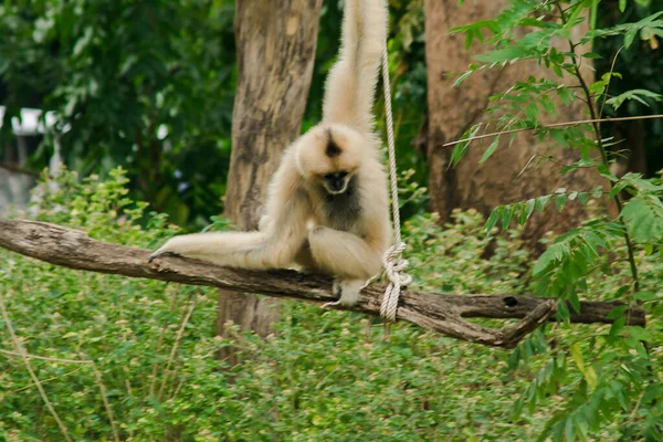 Egy Nőstény Halmozott Gibbon Lóg Egy Fán — Stock Fotó