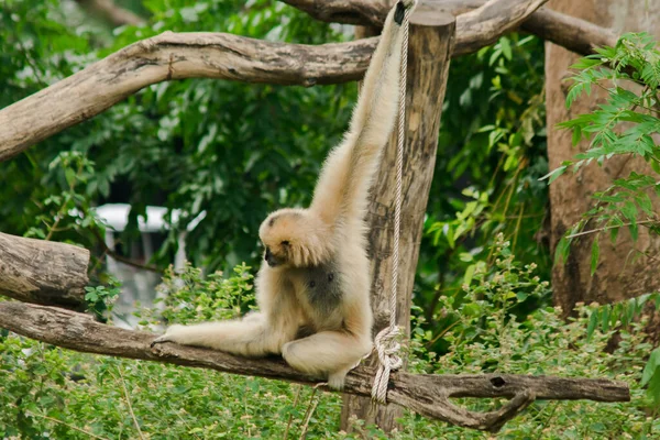Samica Ułożone Gibbon Wisi Drzewie — Zdjęcie stockowe