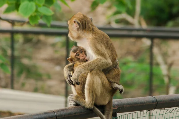 Les Bébés Singes Nourrissent Lait Mère Assise Les Bébés Singes — Photo